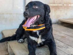 Cachorro raça SRD-ViraLata idade 2 anos nome Zeus