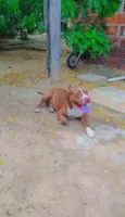 barão 