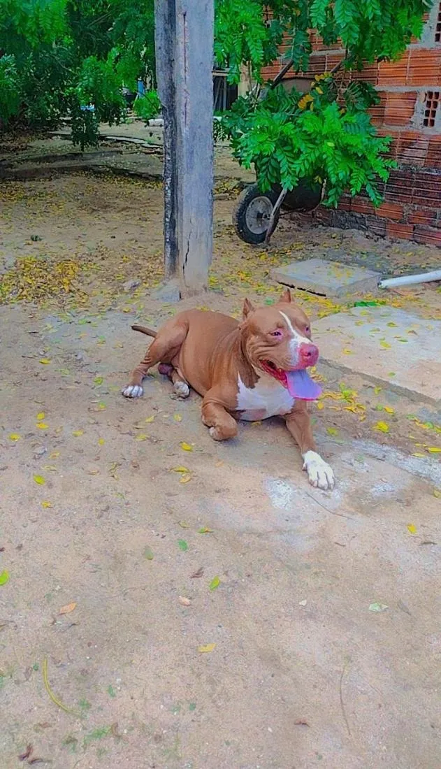 Cachorro raça Pit-Bull idade 5 anos nome barão 