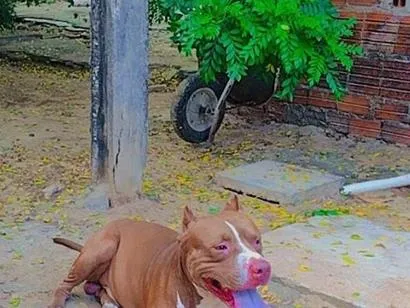 Cachorro raça Pit-Bull idade 5 anos nome barão 