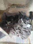gatos