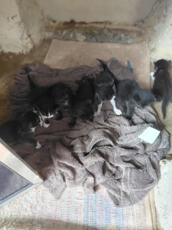 Gato raça SRD-ViraLata idade Abaixo de 2 meses nome gatos