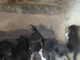 gatos
