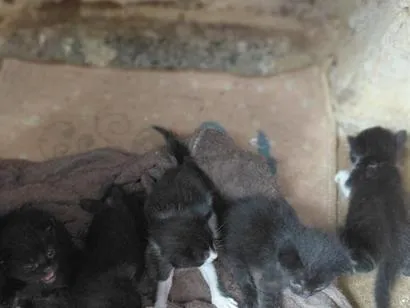 Gato raça SRD-ViraLata idade Abaixo de 2 meses nome gatos