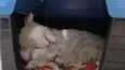 Milú