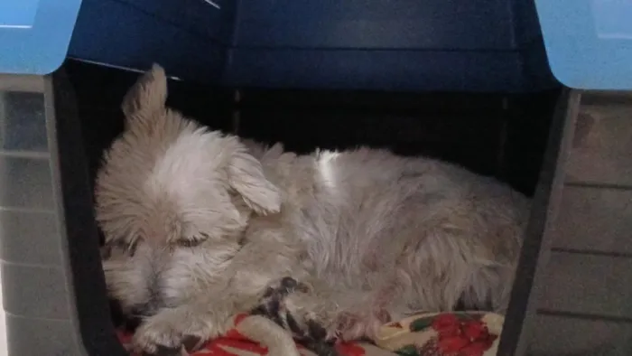 Cachorro raça SRD-ViraLata idade 4 anos nome Milú