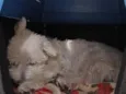 Milú