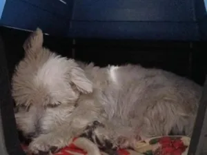Cachorro raça SRD-ViraLata idade 4 anos nome Milú