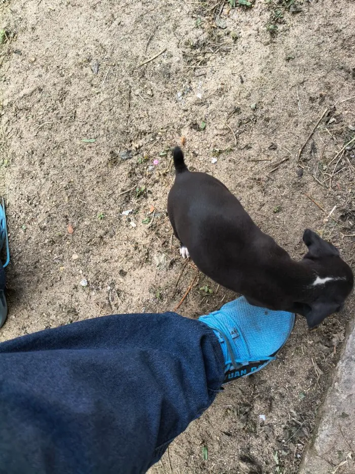 Cachorro raça SRD-ViraLata idade 2 a 6 meses nome não tem nome 