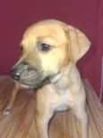 Apolo e Pandora 
