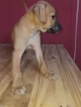 Apolo e Pandora 