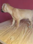 Apolo e Pandora 