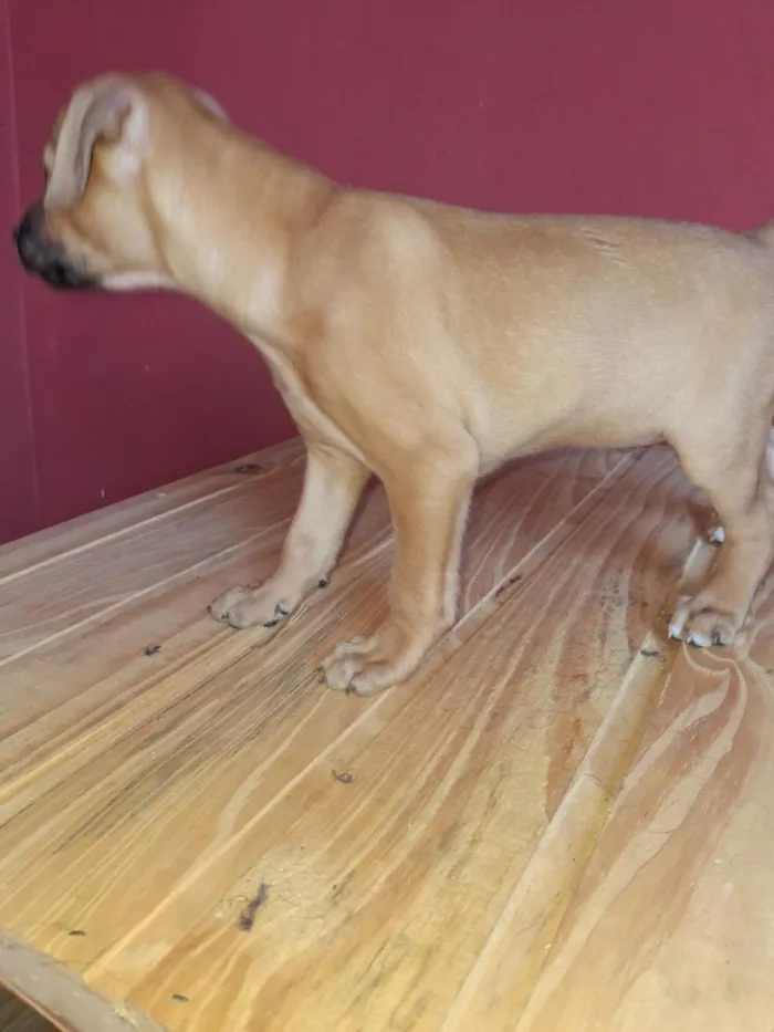 Cachorro raça SRD-ViraLata idade 2 a 6 meses nome Apolo e Pandora 