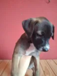 Apolo e Pandora 