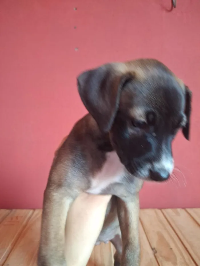 Cachorro raça SRD-ViraLata idade 2 a 6 meses nome Apolo e Pandora 