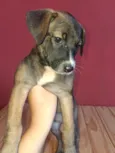 Apolo e Pandora 
