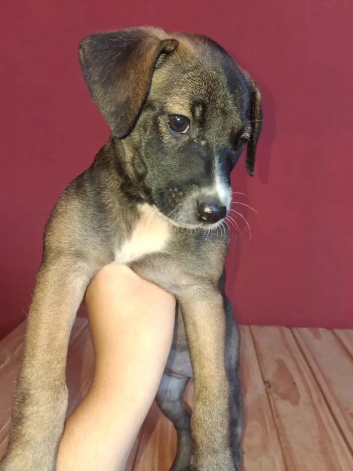 Cachorro raça SRD-ViraLata idade 2 a 6 meses nome Apolo e Pandora 