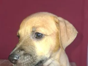 Cachorro raça SRD-ViraLata idade 2 a 6 meses nome Apolo e Pandora 