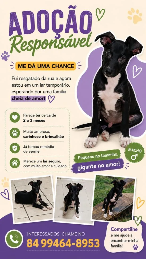 Cachorro raça SRD-ViraLata idade 2 a 6 meses nome sem nome 