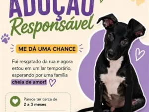 Cachorro raça SRD-ViraLata idade 2 a 6 meses nome sem nome 