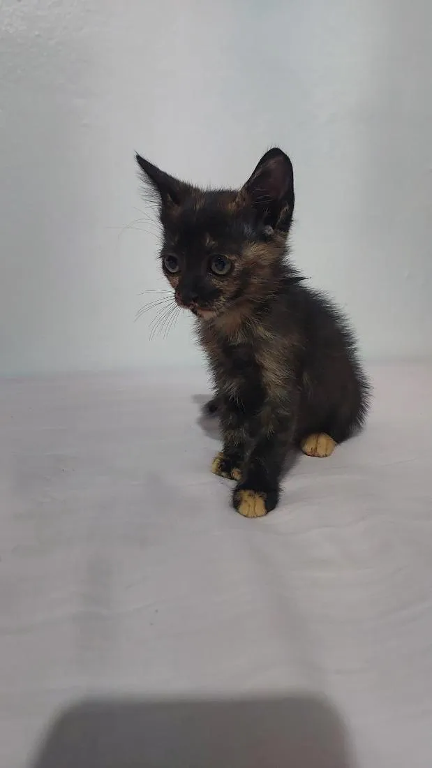 Gato raça SRD-ViraLata idade 2 a 6 meses nome sem nome 
