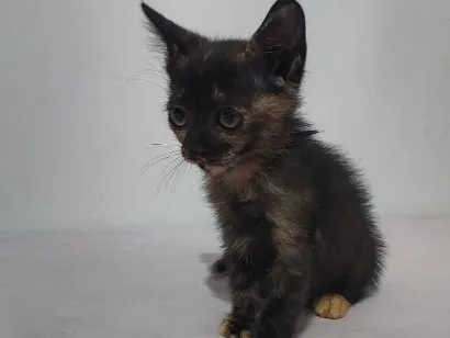 Gato raça SRD-ViraLata idade 2 a 6 meses nome sem nome 