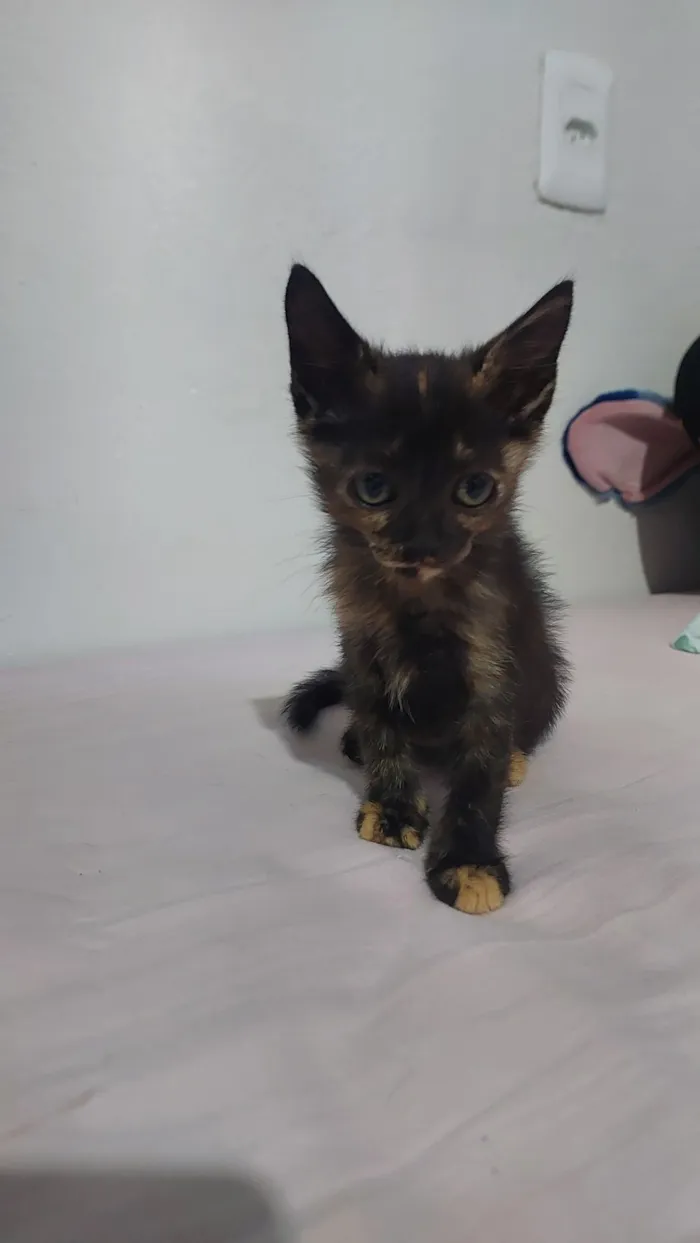Gato raça SRD-ViraLata idade 2 a 6 meses nome sem nome 