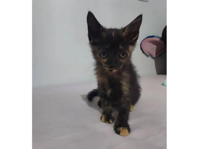Gato raça SRD-ViraLata idade 2 a 6 meses nome sem nome 