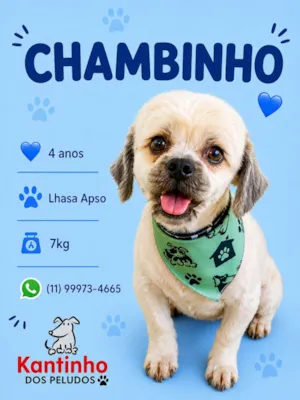 Cachorro raça Lhasa Apso idade 4 anos nome Chambinho 