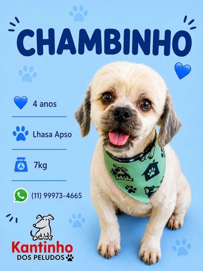 Cachorro raça Lhasa Apso idade 4 anos nome Chambinho 