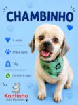 Chambinho