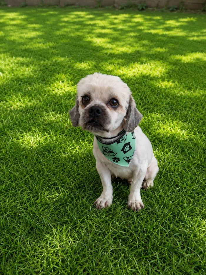 Cachorro raça Lhasa Apso idade 4 anos nome Chambinho 