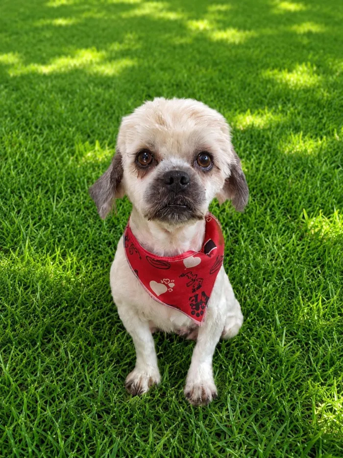 Cachorro raça Lhasa Apso idade 4 anos nome Chambinho 
