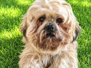 Cachorro raça Lhasa Apso idade 4 anos nome Chambinho 