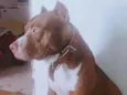 barão 