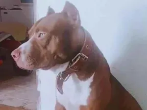 Cachorro raça Pit-Bull idade 5 anos nome barão 