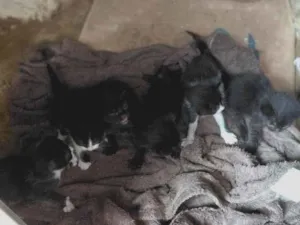Gato raça SRD-ViraLata idade Abaixo de 2 meses nome gatos