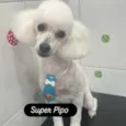 Pipo