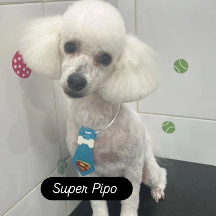Cachorro raça Poodle idade 2 anos nome Pipo