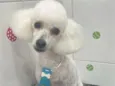Pipo