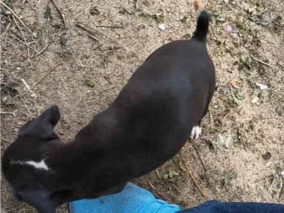 Cachorro raça SRD-ViraLata idade 2 a 6 meses nome não tem nome 