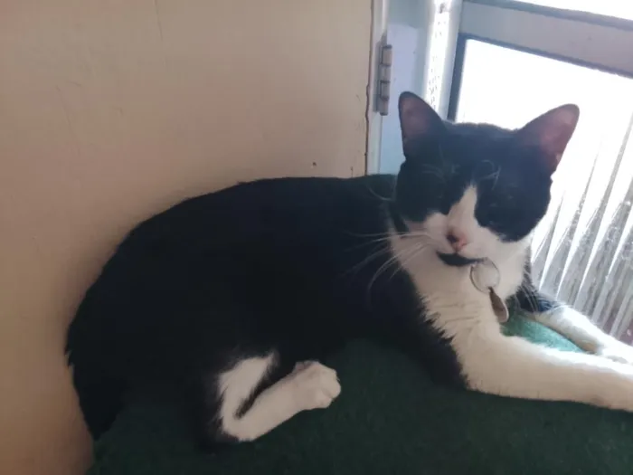 Gato raça SRD-ViraLata idade 1 ano nome Felix