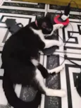 Felix