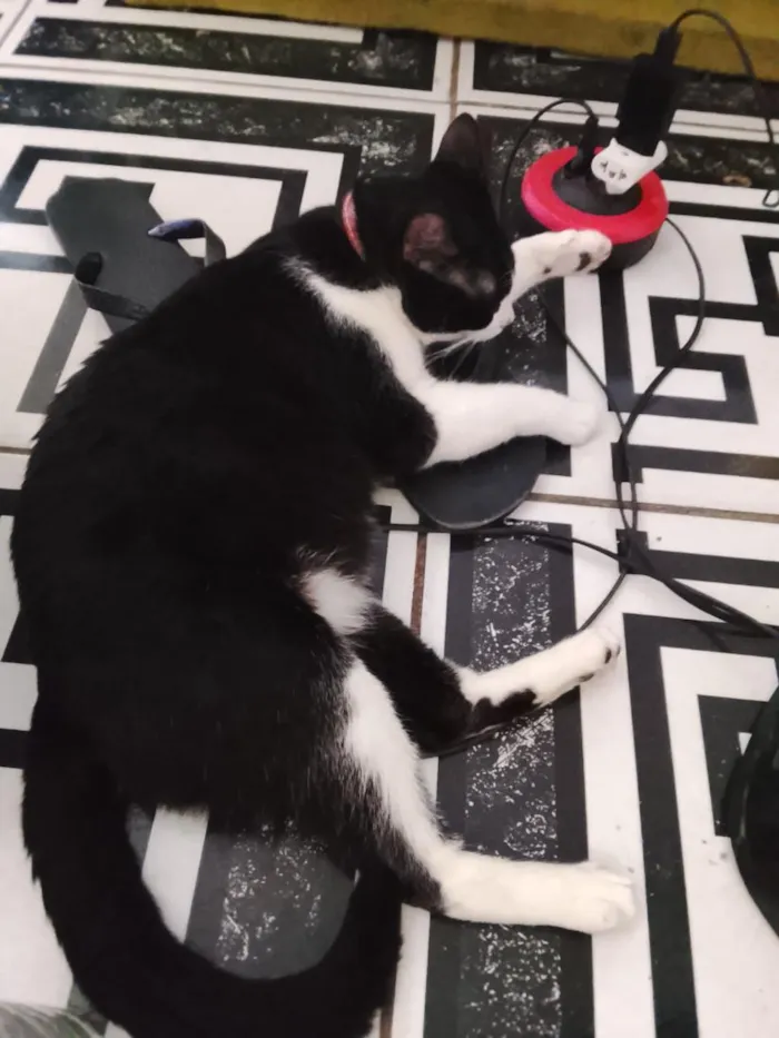 Gato raça SRD-ViraLata idade 1 ano nome Felix