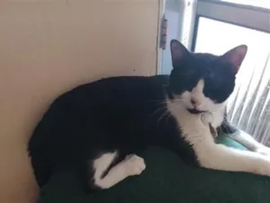 Gato raça SRD-ViraLata idade 1 ano nome Felix