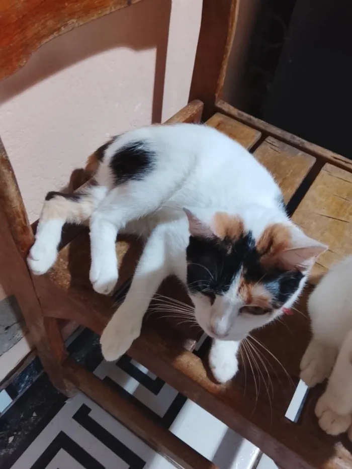 Gato raça SRD-ViraLata idade 2 anos nome Amora