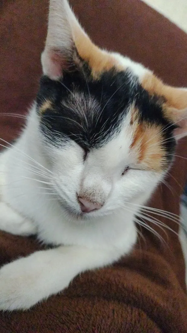 Gato raça SRD-ViraLata idade 2 anos nome Amora