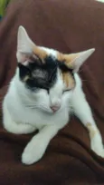 Amora