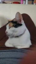 Amora