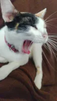Amora